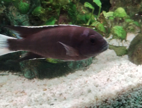 Malawi mbuna pseudotropheus acei ngara