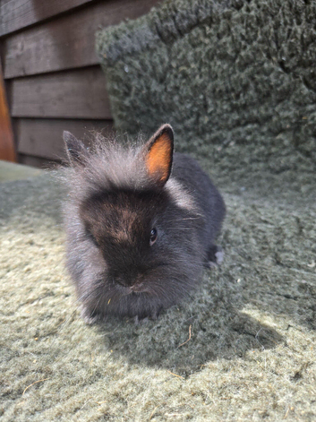 Netherland x Mini Lion Lop