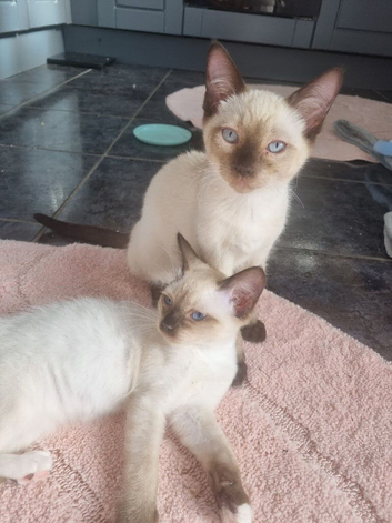 Beautiful ragdoll cross siamese kittens
