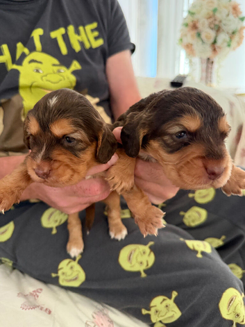 Show type cocker spaniels