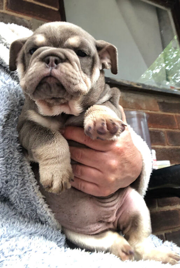 READY NOW Stunning English Bulldog Puppies