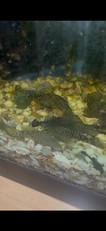 Bristlenose plec juveniles