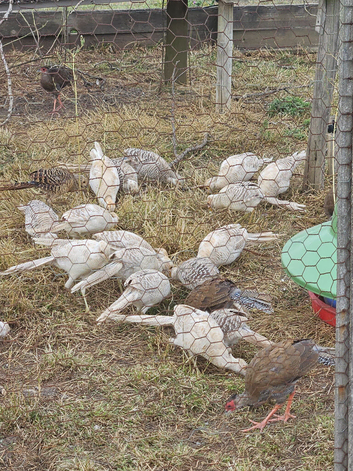 Yellow Goldens for SALE