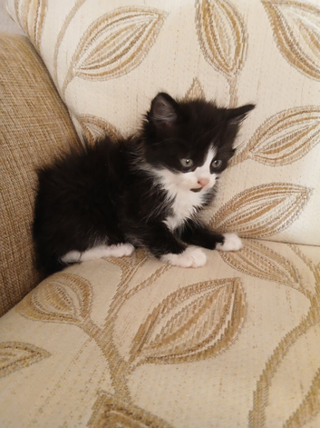 Kittns