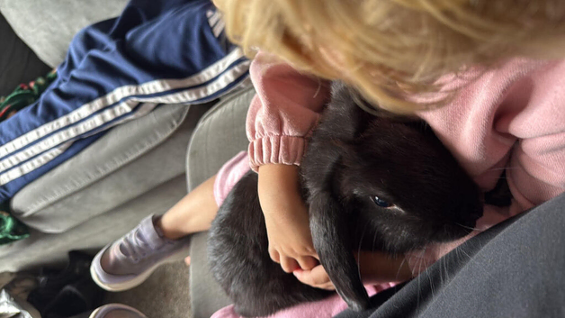 Male lop rabbit