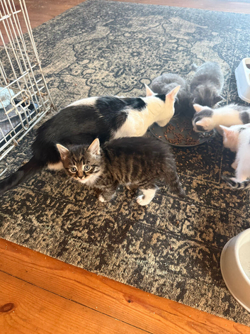4 kittens