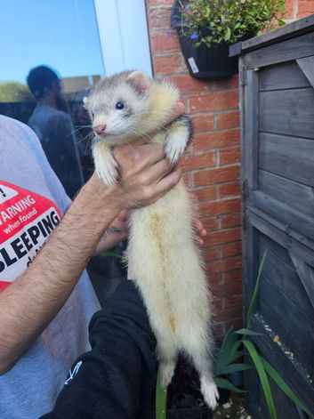Ferret kit