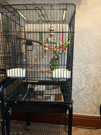 Semi tamed ringneck for sale