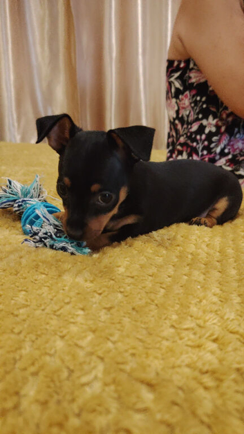 Tan boy and tan/black girl puppies available