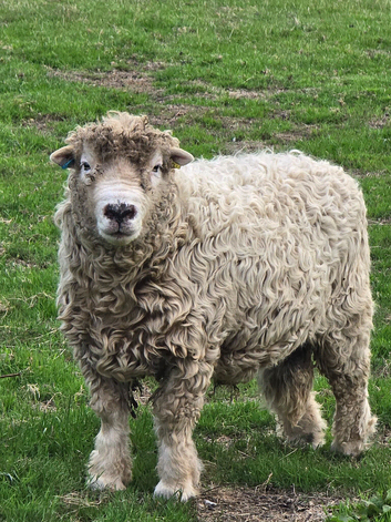 Ram for sale