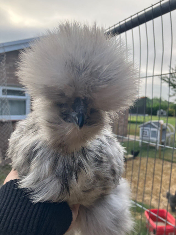 Sexed female silkies