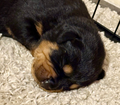 Gorgeous purebred Rottweiler puppies available