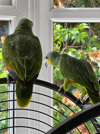 2 x Amazon Parrots (Blue Fronted Male / Orange Wing)