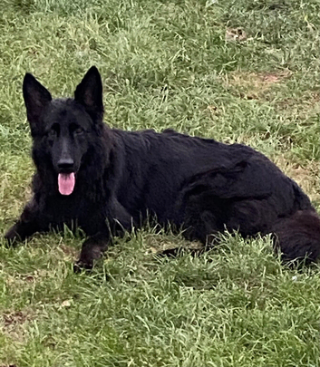 Outstanding Pedigree German Shepherd Puppies for Sale