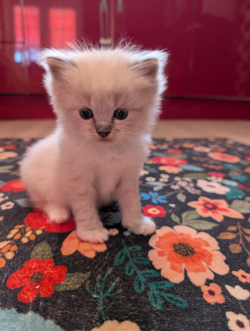 Beautiful  ragdoll kittens ready in June