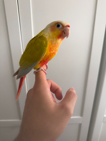 suncheek conure