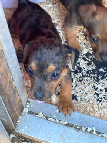 Jack Russell litter