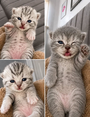 Full British short hair kittens