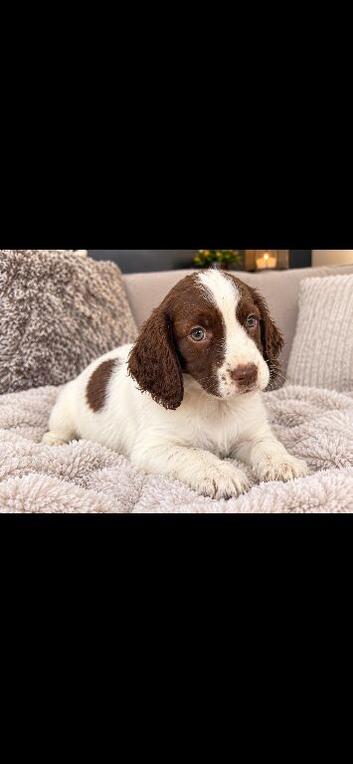 Cocker spaniel pups