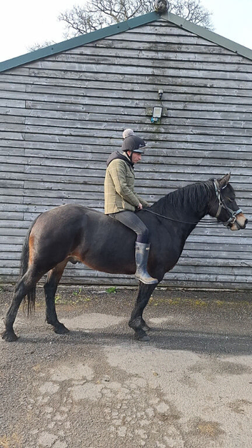 Beloved Welsh Section D Gelding &mdash; Loving Loan Home Wanted