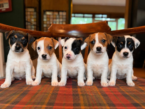 Traditional JRT Raised With Care