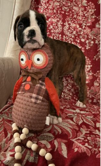 Adorable Boxer Puppies