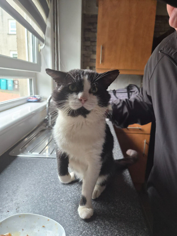 8 year old male cat