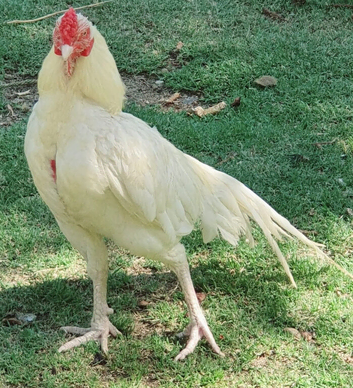 Pure white aseels imported stock