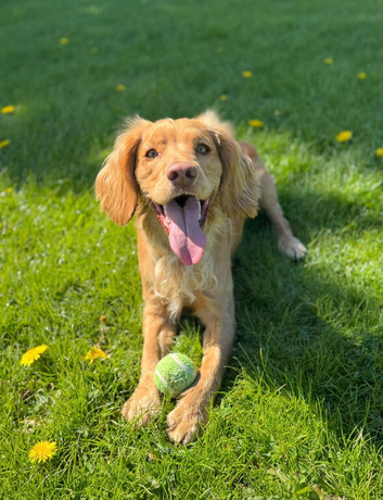 Handsome working Cocker Spaniel