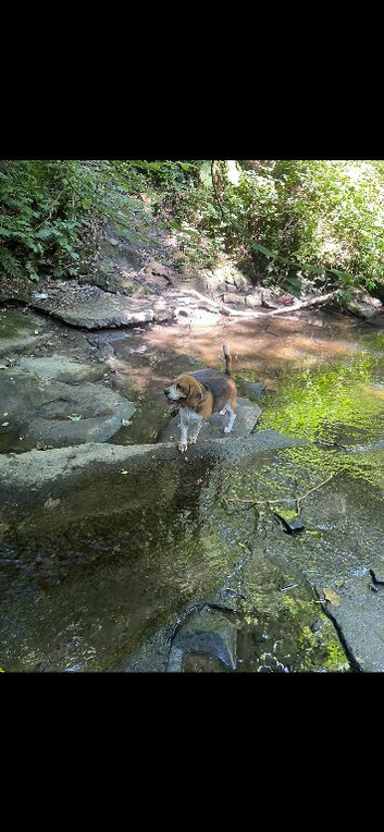 Beagle boy dog
