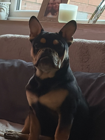 English x Frenchie