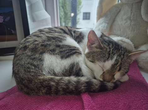 5 month old bengal x