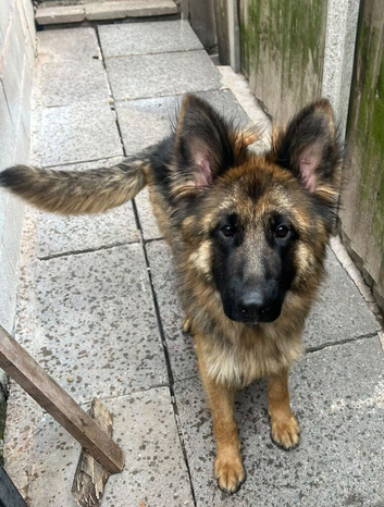 Female German shepherd nearly 2 years old