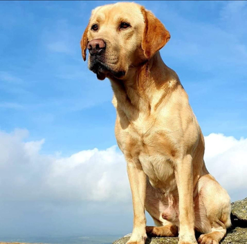 Outstanding Proven KC Labrador Stud