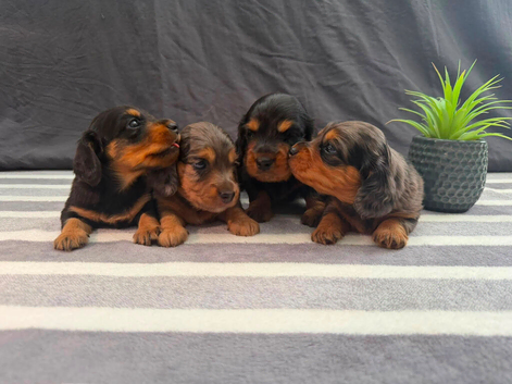 Longhair Miniature Dachshund