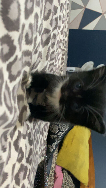 Kitten