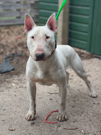 bull terrier male