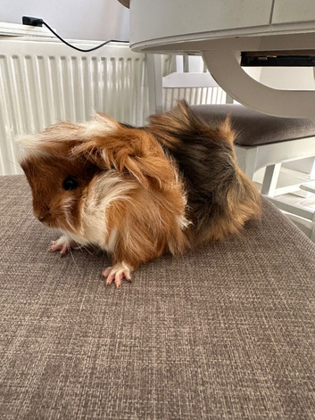 Handsome long haired baby guinea pig.