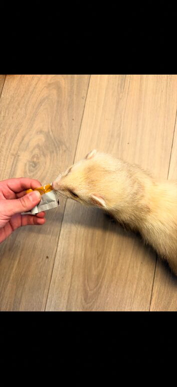 2 male ferrets