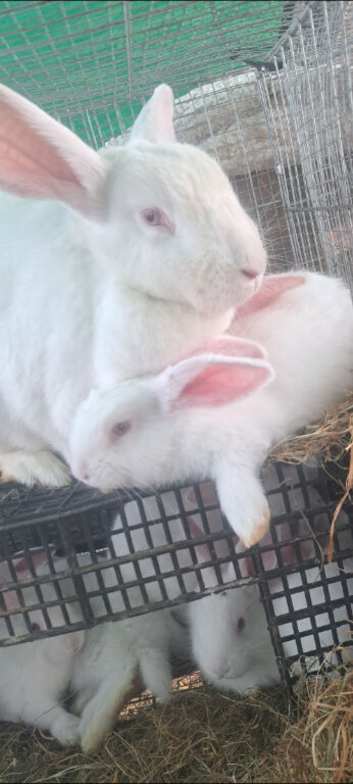 New zealand rabbits for sale