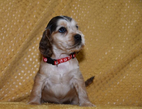 Beautiful Cocker Spaniel Puppies &ndash; Ready Now!