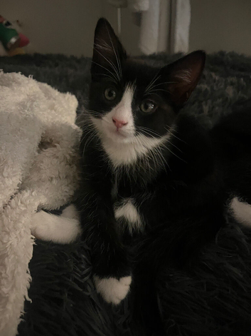 Kittens