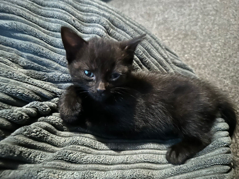 Two 9 week old bengal cross kittens