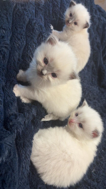 MALE RAGDOLL KITTENS