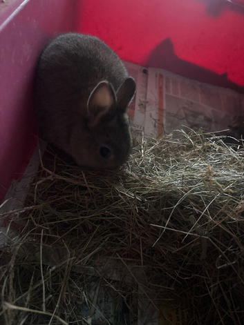 Netherland dwarf