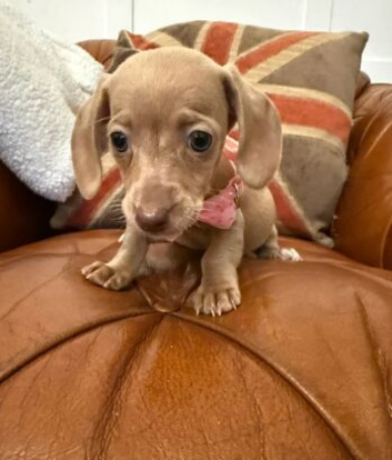 ADORABLE MINIATURE DACHSHUND PUPS