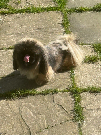 Adorable sleeve pekingnese sable black mask female 2 years
