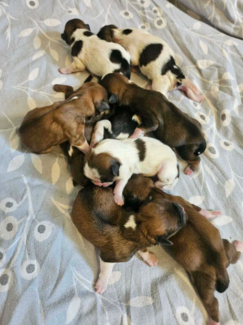 Lhasa apso puppys for sale