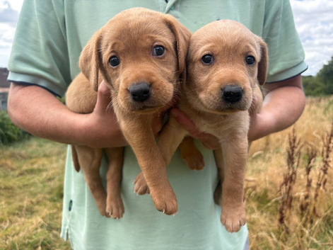 *Only one girl left* Gorgeous fox red and yellow Labrador puppies