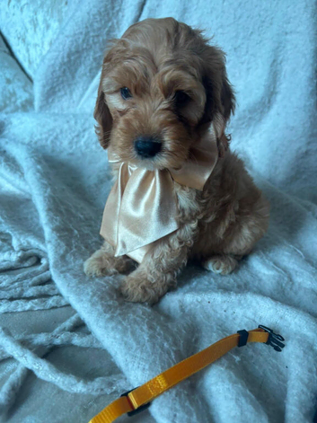 1 Gorgeous Cockapoos Left